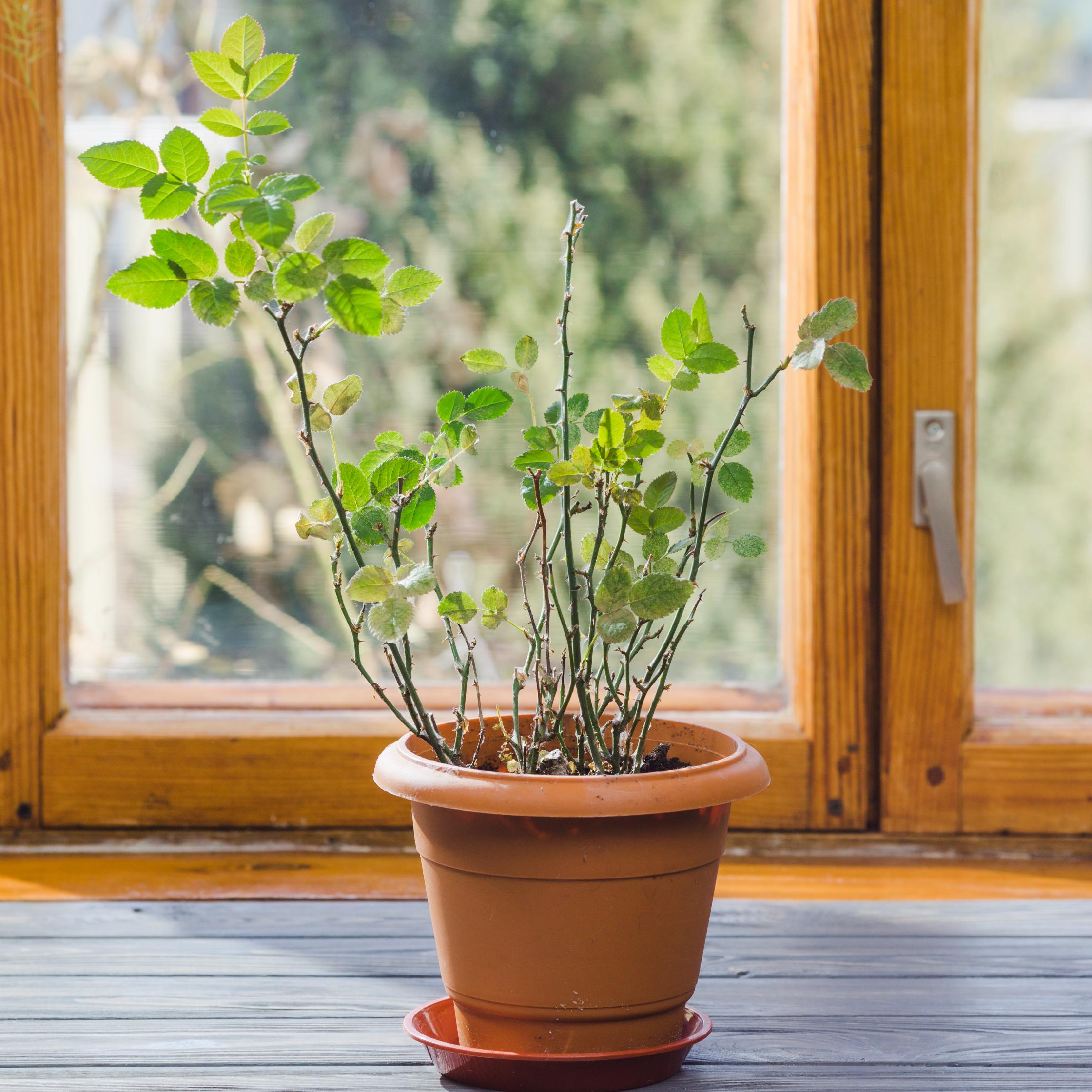 Ruda Plant: Discover how to grow and care for this versatile herb! Learn about its benefits, planting tips, and uses in cooking and medicine.